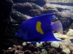 Cretaquarium (aquarium marin) - île de Crète Photo 12