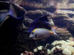 Cretaquarium (aquarium marin) - île de Crète Photo 7