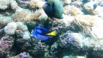 Cretaquarium (aquarium marin) - île de Crète Photo 24