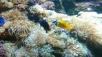 Cretaquarium (aquarium marin) - île de Crète Photo 25