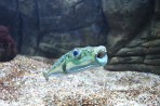Cretaquarium (aquarium marin) - île de Crète Photo 13