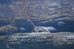 Cretaquarium (aquarium marin) - île de Crète Photo 14