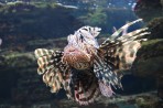 Cretaquarium (aquarium marin) - île de Crète Photo 15