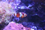Cretaquarium (aquarium marin) - île de Crète Photo 16
