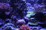 Cretaquarium (aquarium marin) - île de Crète Photo 17