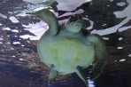 Cretaquarium (aquarium marin) - île de Crète Photo 18