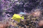 Cretaquarium (aquarium marin) - île de Crète Photo 19