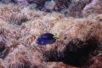 Cretaquarium (aquarium marin) - île de Crète Photo 20