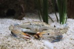 Cretaquarium (aquarium marin) - île de Crète Photo 3