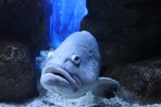 Cretaquarium (aquarium marin) - île de Crète Photo 4