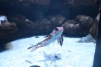 Cretaquarium (aquarium marin) - île de Crète Photo 5