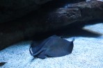 Cretaquarium (aquarium marin) - île de Crète Photo 6