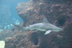 Cretaquarium (aquarium marin) - île de Crète Photo 8