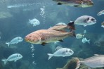 Cretaquarium (aquarium marin) - île de Crète Photo 10