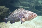 Cretaquarium (aquarium marin) - île de Crète Photo 11