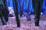 Cretaquarium (aquarium marin) - île de Crète Photo 12