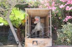 Dinosauria Park - île de Crète Photo 27