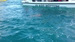 Marathonisi (île de la Tortue) - île de Zakynthos Photo 6