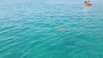 Marathonisi (île de la Tortue) - île de Zakynthos Photo 10