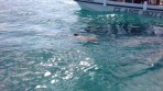 Caretta caretta - île de Zakynthos Photo 2