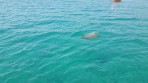 Caretta caretta - île de Zakynthos Photo 3