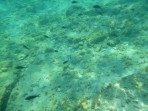 Plage de Kolymbia - île de Rhodes Photo 31