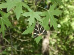 Vallée des papillons (Petaloudes) - Île de Rhodes Photo 13