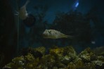 Aquarium Faliraki - île de Rhodes Photo 20