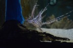 Aquarium Faliraki - île de Rhodes Photo 22