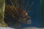 Aquarium Faliraki - île de Rhodes Photo 23