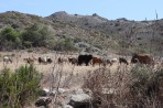 La nature sur l'île de Rhodes Photo 10