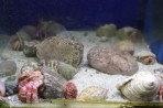 Aquarium Faliraki - île de Rhodes Photo 9