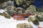 Aquarium Faliraki - île de Rhodes Photo 14