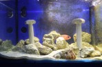 Aquarium Faliraki - île de Rhodes Photo 15