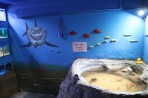 Aquarium Faliraki - île de Rhodes Photo 17
