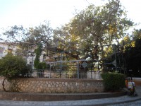 Platane d'Hippocrate