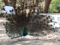 Parc animalier de la forêt de Plaka