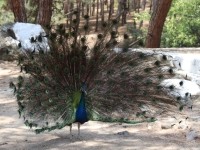 Parc animalier de la forêt de Plaka