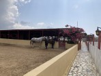 Erikas Horse Farm - île de Kos Photo 4