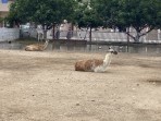 Erikas Horse Farm - île de Kos Photo 6