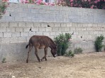 Erikas Horse Farm - île de Kos Photo 7