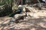 Parc animalier de la forêt de Plaka - île de Kos Photo 12