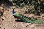 Parc animalier de la forêt de Plaka - île de Kos Photo 13