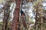 Parc animalier de la forêt de Plaka - île de Kos Photo 14