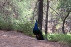 Parc animalier de la forêt de Plaka - île de Kos Photo 15