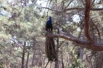 Parc animalier de la forêt de Plaka - île de Kos Photo 18