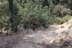 Parc animalier de la forêt de Plaka - île de Kos Photo 20