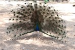 Parc animalier de la forêt de Plaka - île de Kos Photo 21