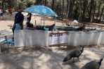 Parc animalier de la forêt de Plaka - île de Kos Photo 23