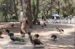 Parc animalier de la forêt de Plaka - île de Kos Photo 24